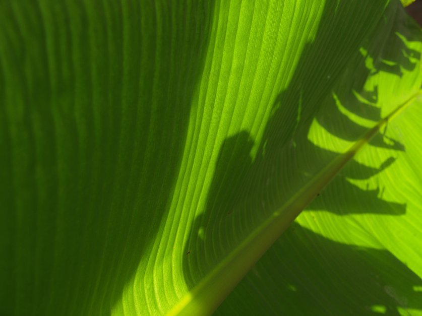 A Bienal de Veneza - Pavilhão das Maurícias
