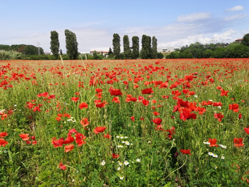Parque do Sul do Ádige